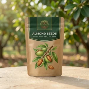 Almond Seeds