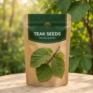 Teak Seeds