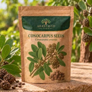 Conocarpus Seeds