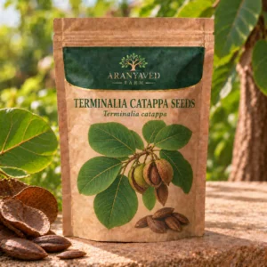 Terminalia Catappa Seeds