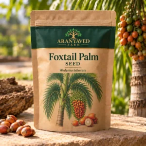 Foxtail Palm Seeds