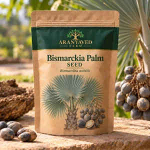 Bismarckia Palm Seeds